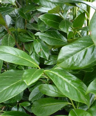 Laurel Prunus Novita. - Dark Green Laurel Hedging 2 ft