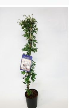 Clematis Avalanche…Hardy evergreen climber Flowers In Spring and early summer . Strong plants on a single cane frame… 110cm in height