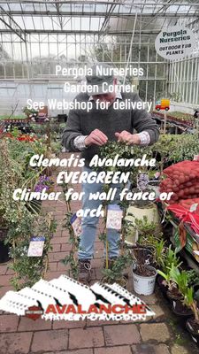 Clematis Avalanche ,Clematis Avalanche ..Hardy evergreen climber Smothered in white flowers in spring and early summer . Extra Strong plants on a cane frame … Happy in pots or beds . Clematis Avalanche ,Clematis Avalanche ..Hardy evergreen climber Smothered in white flowers in spring and early summer . Extra Strong plants on a cane frame … Happy in pots or beds .