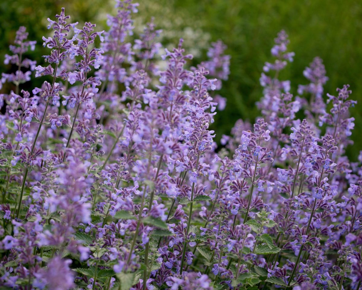 NEPETA SIX HILLS GIANT Catmint ..a long flowering and neat catmint . Strong well established plants ..ALL IRELAND DELIVERY
