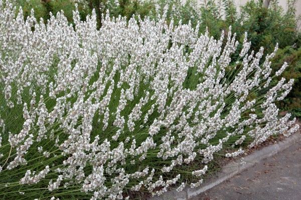 Lavandula &#39;Edelweiss&#39;