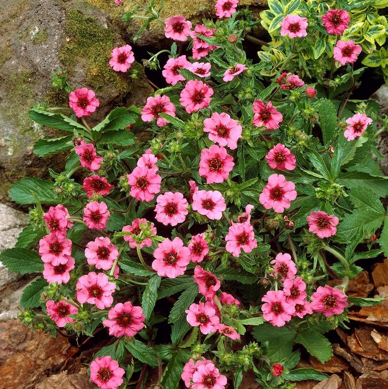 Potentilla &#39;Miss Willmott&#39;