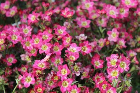 Mossy Saxifraga Touran Deep Red
