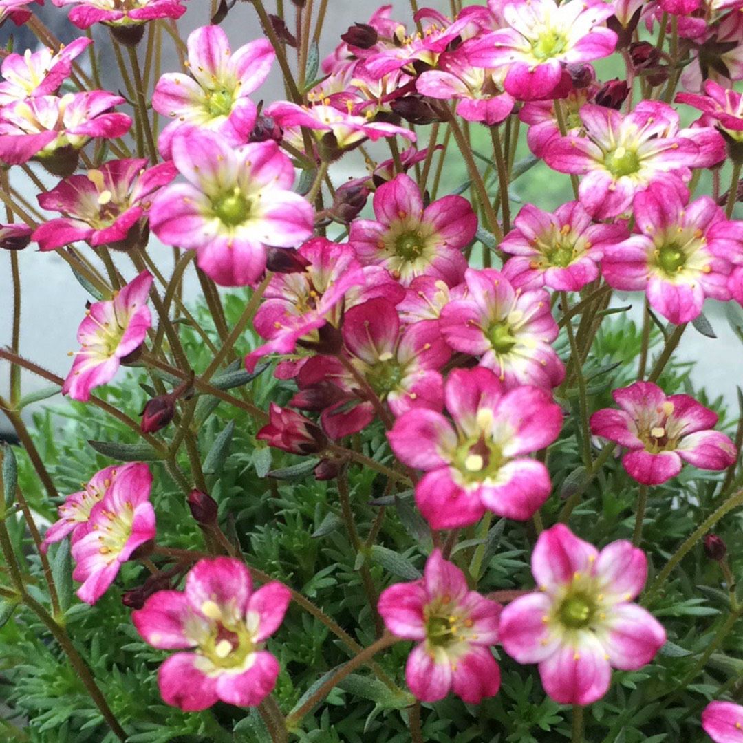Saxifraga &#39;Pixie Rose&#39;