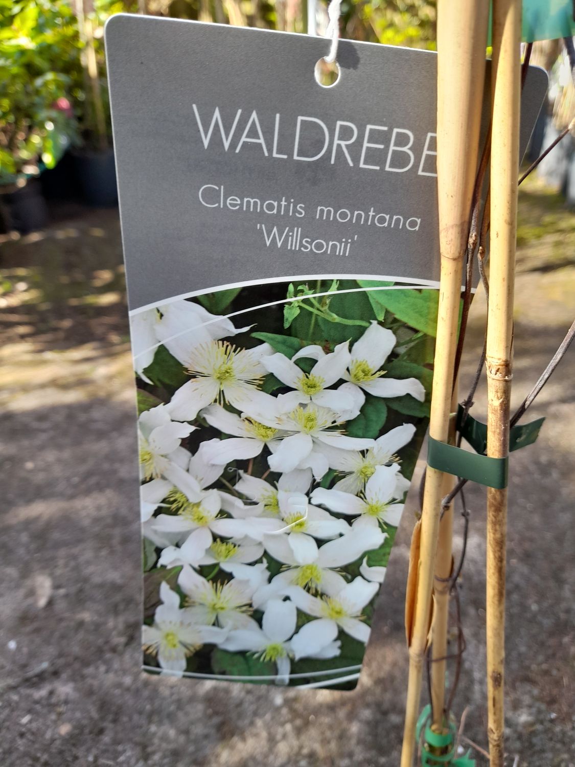 Clematis &#39;&#39;Wilsonii&#39;&#39;