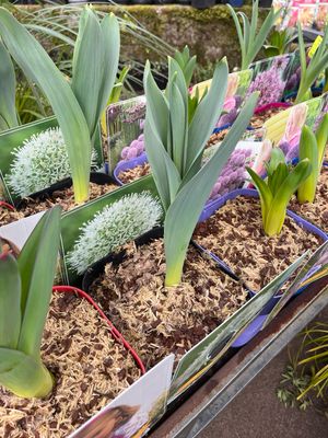 Allium ‘Mount Everest’