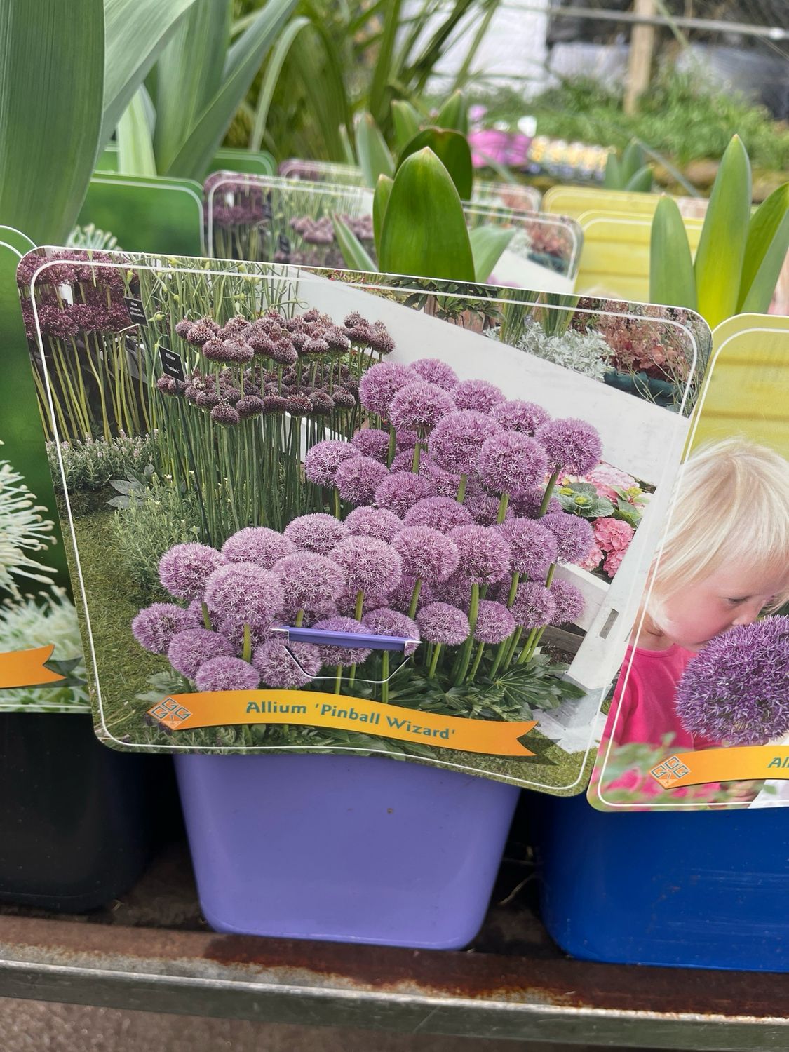 Allium ‘Pinball Wizard’