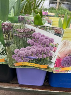 Allium ‘Pinball Wizard’