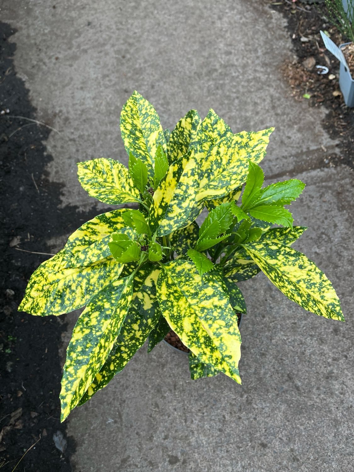 Aucuba Crotonifolia - Hardy evergreen shrub for pots or open ground. Winter hardy.