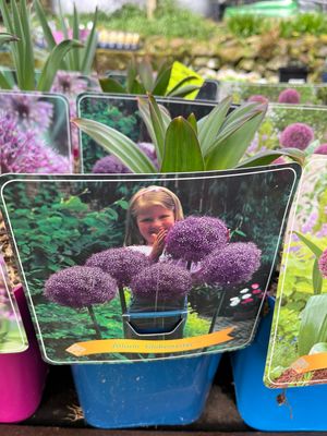 Allium ‘Globemaster’