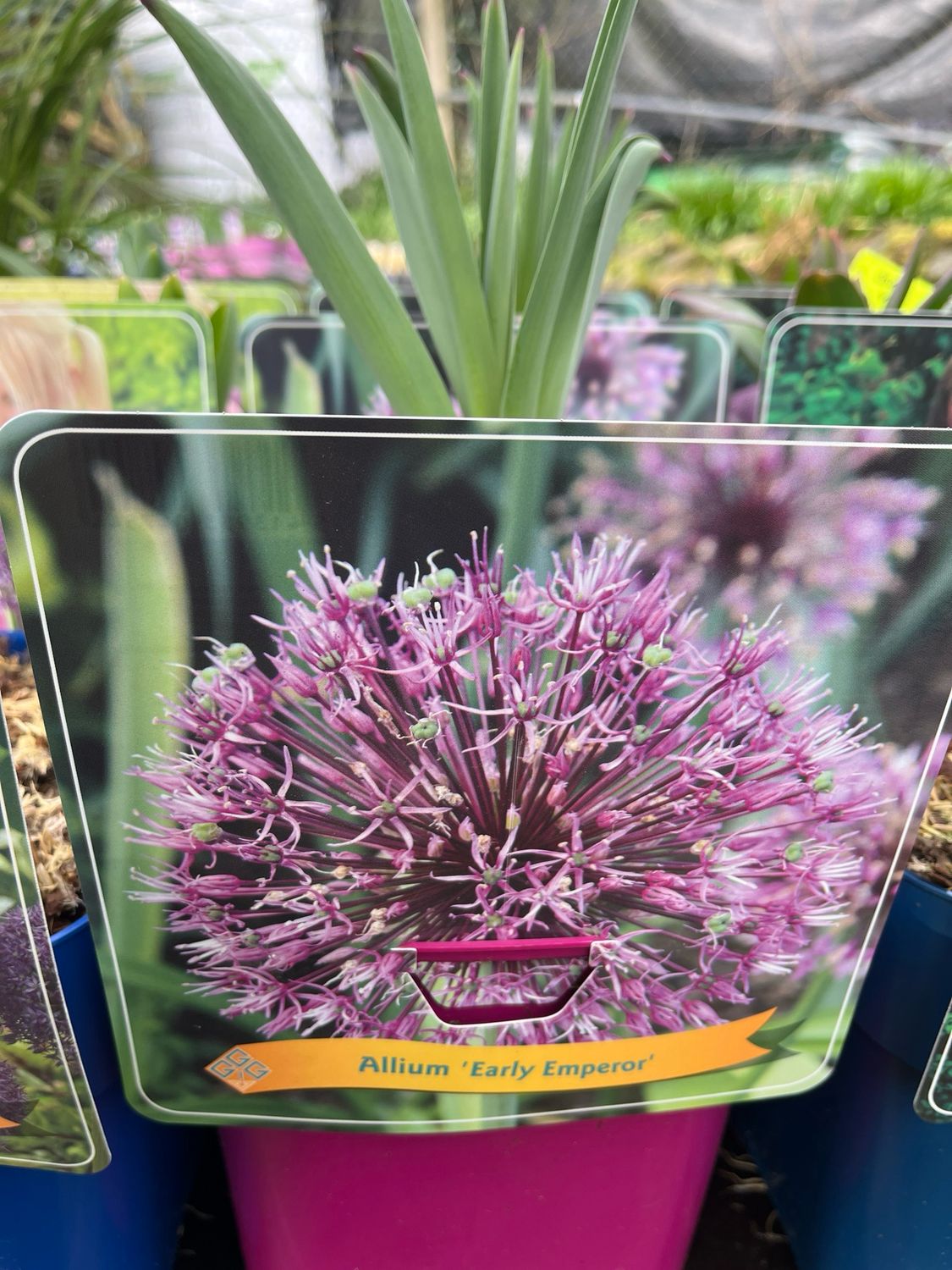 Allium ‘Early Emporer’