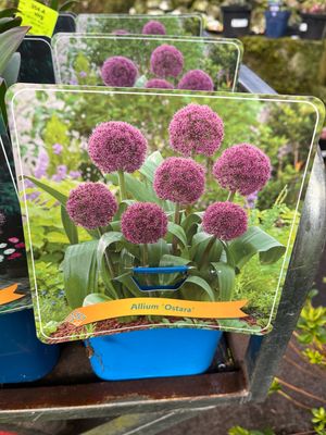 Allium ‘Ostara’