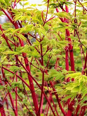 ACER - JAPANESE MAPLE SANGO KAKU ..coral coloured young bark and stunning autumn foliage .Good in pots or beds In a sheltered spot