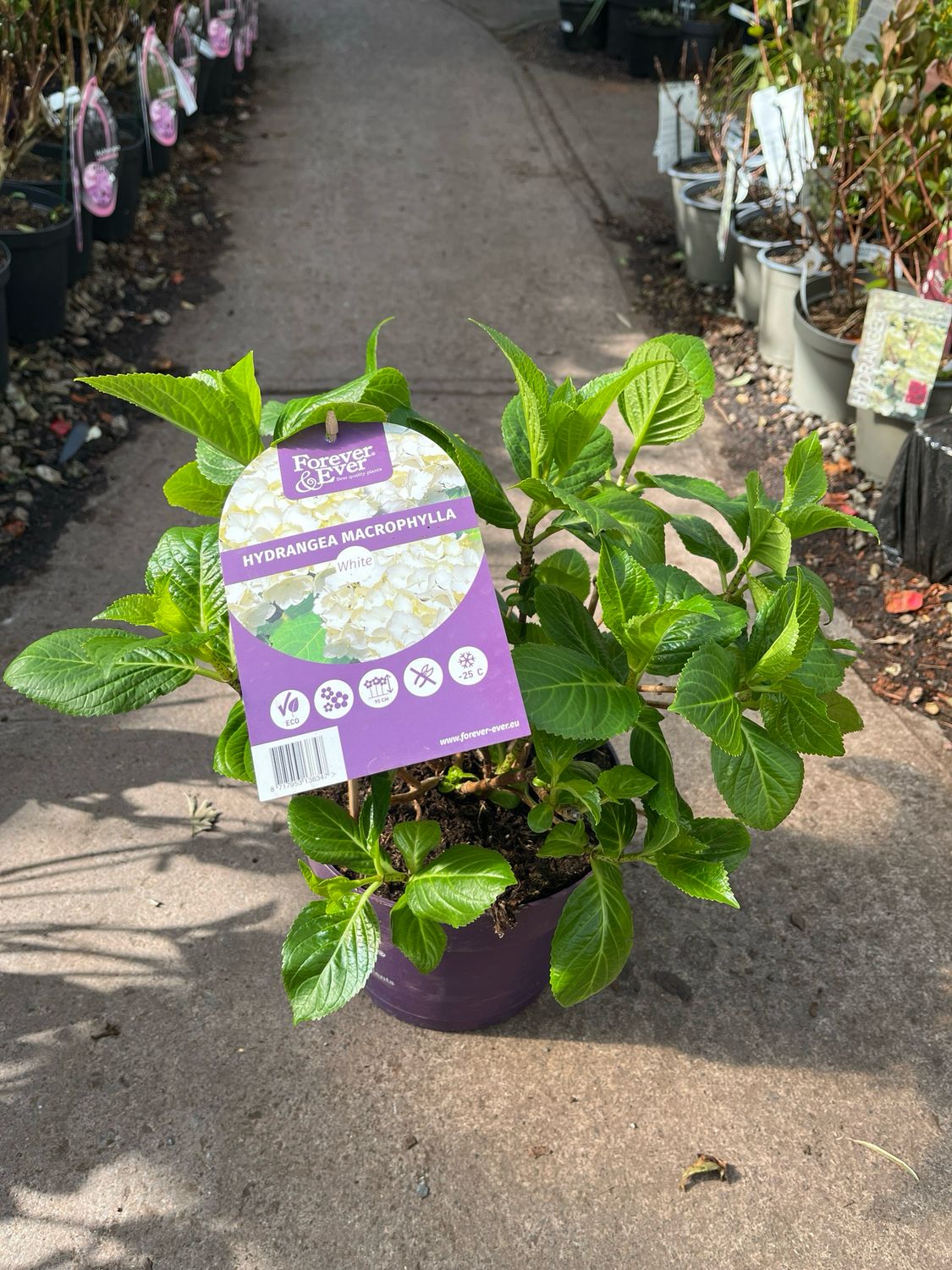 Hydrangea ’Forever White’