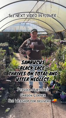 SAMBUCUS BLACK LACE tough hardy shrub with dark fern like foliage +pink flowers. Grows In any reasonable soil type Prune to size in spring Pink fragrant flowers in early summer Pot grown 2-3 stems