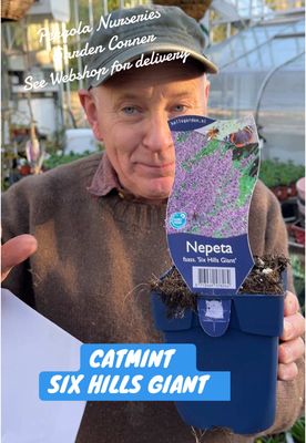 NEPETA SIX HILLS GIANT Catmint ..a long flowering and neat catmint . Strong well established plants ..ALL IRELAND DELIVERY