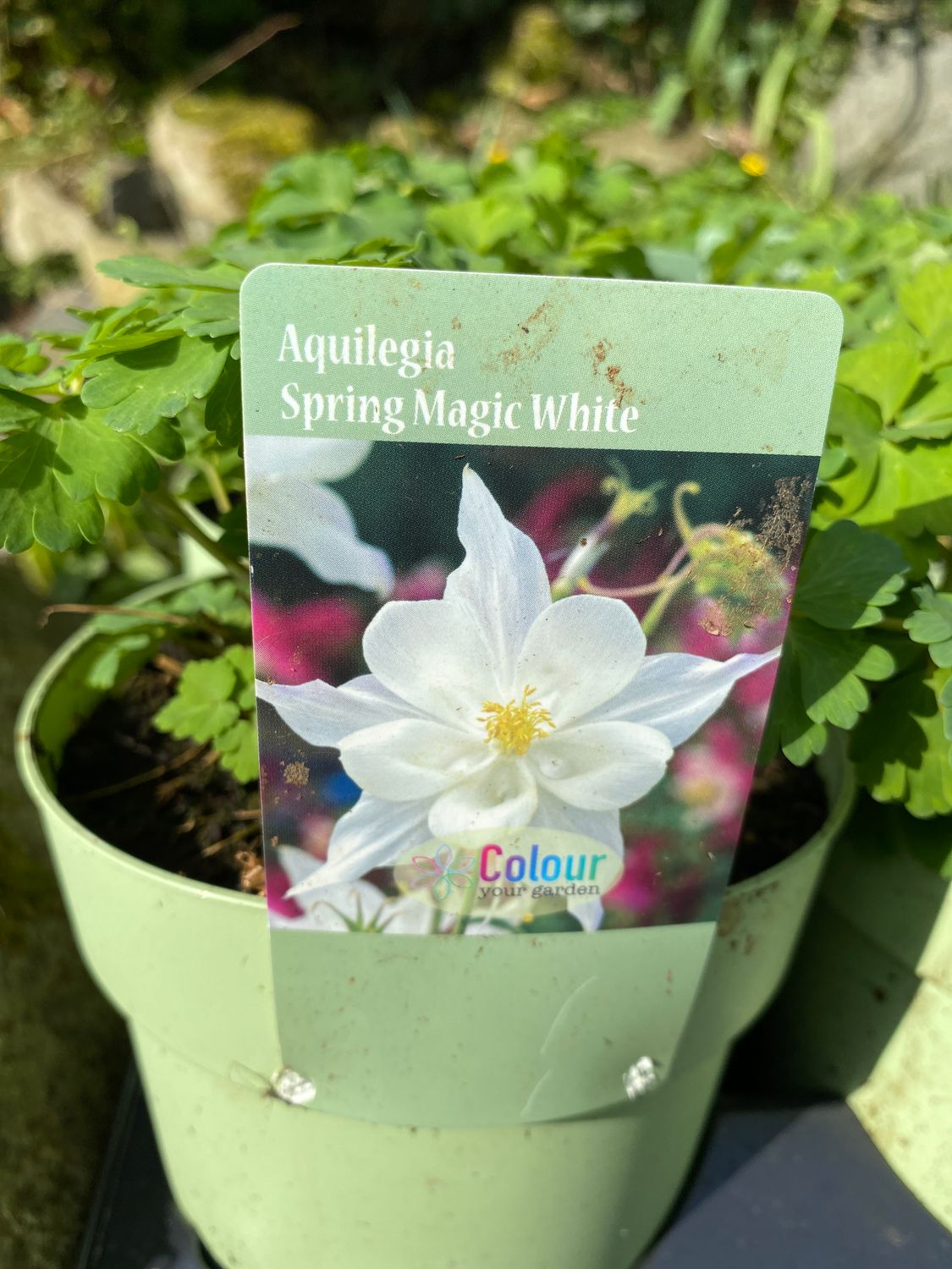 Grannies Bonnet. Aquilegia spring magic white
