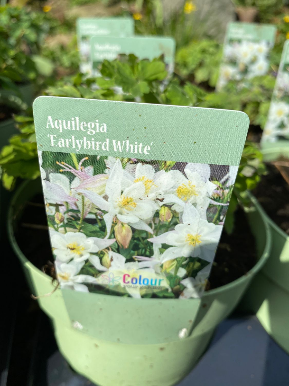 Grannies Bonnet. Aquilegia ''Earlybird White''