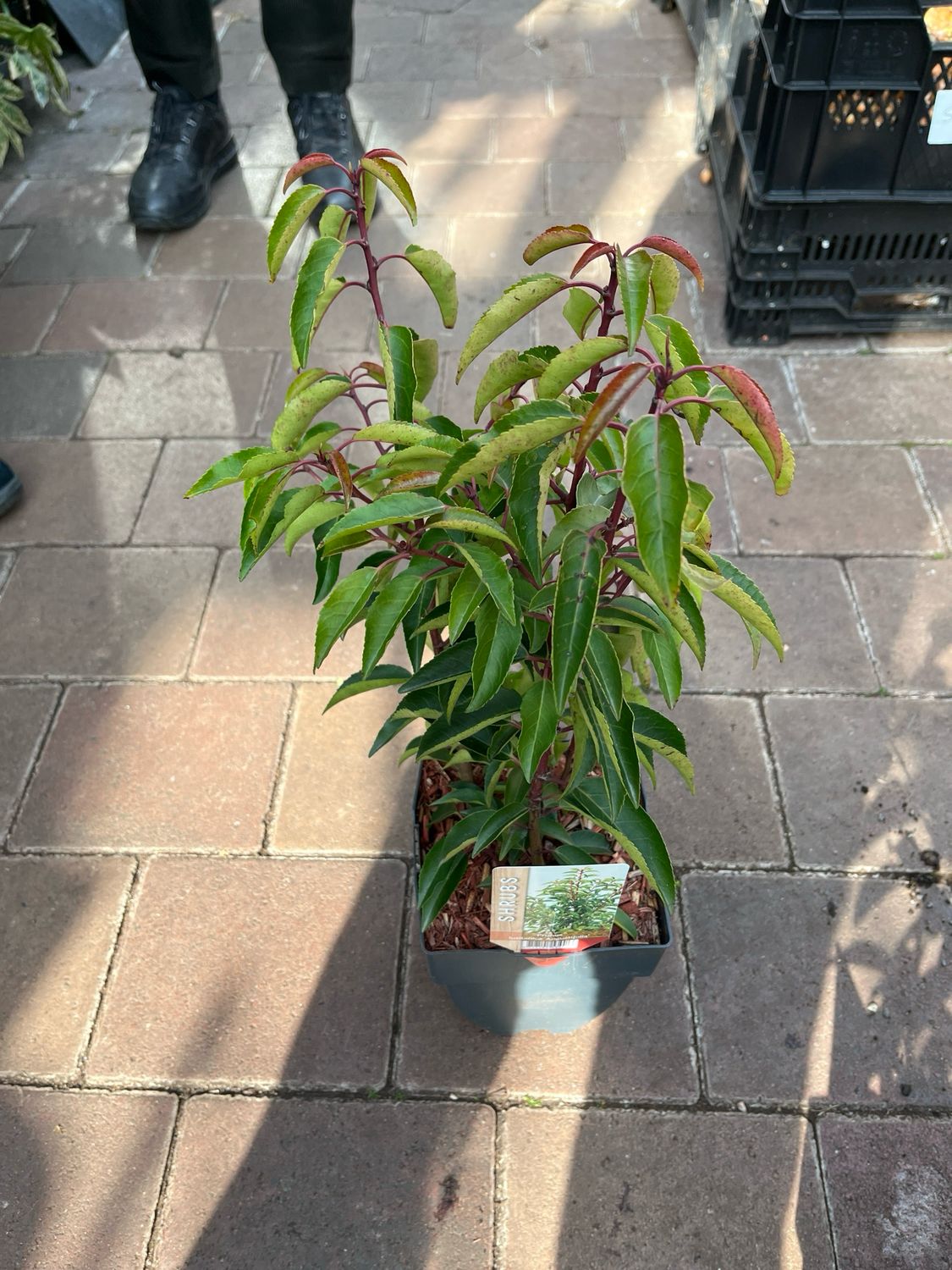 Prunus Lusitanica Portuguese Laurel