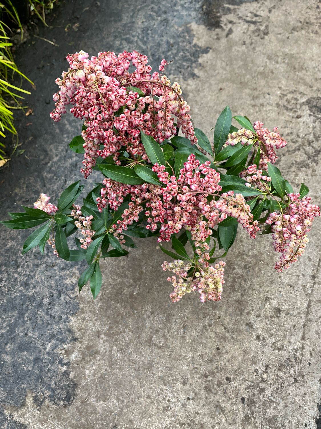 Pieris &#39;Katsura”HARDY Evergreen Shrub..colourful buds in winter open into pink “ lily of the valley”like pink flowers in spring . Red colourful young foliage. Good in pots or beds in sun or half shade