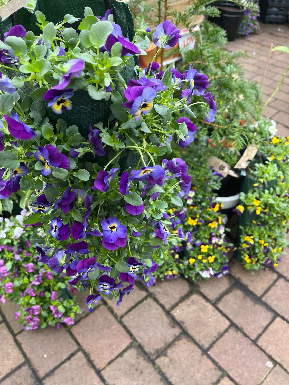 Viola Hanging Bag for months of colour - HANGUPS we will choose best colours for you on the day