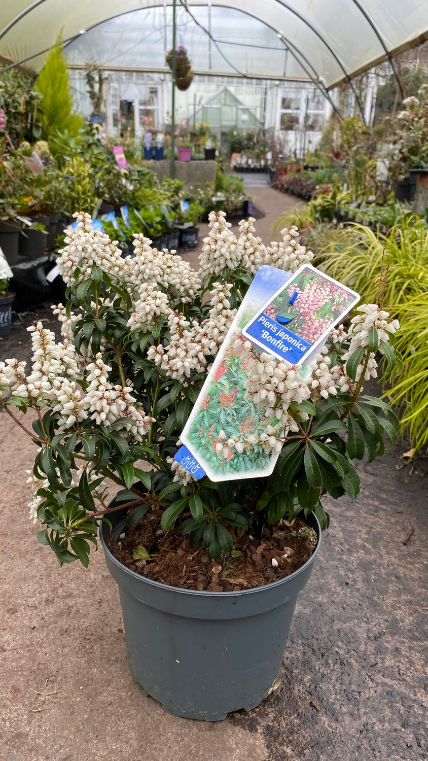 Pieris Japonica Bonfire