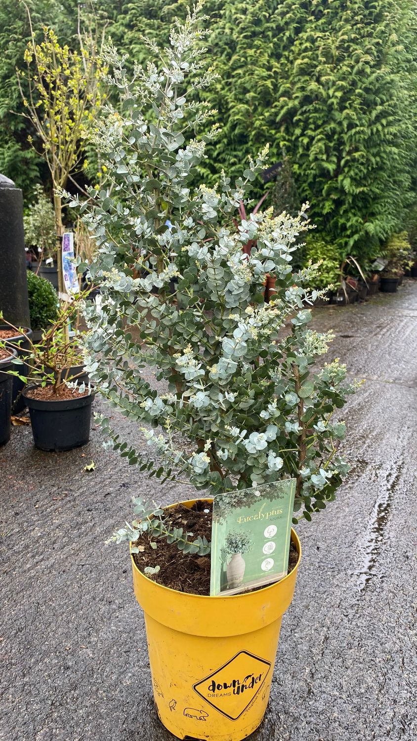 Eucalyptus Azura SMALL GARDEN TREE EUCALYPTUS AZUREA ,fragrant and evergreen,prune every February to keep neat and compact . Good in pots or open ground.