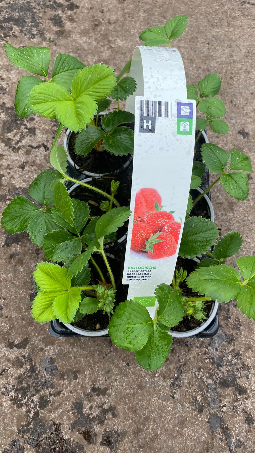 Strawberry 6 pack