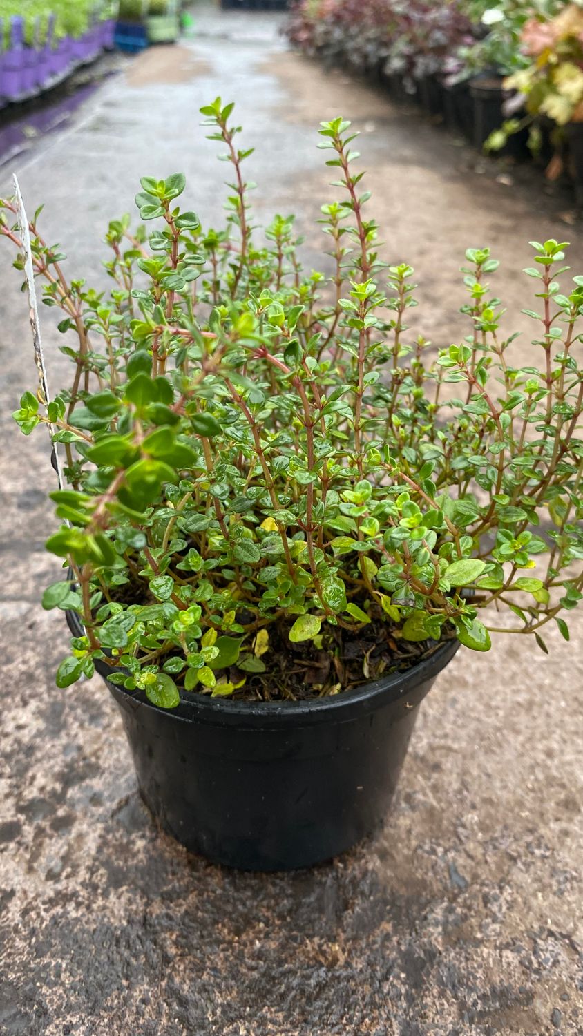 Lemon thyme