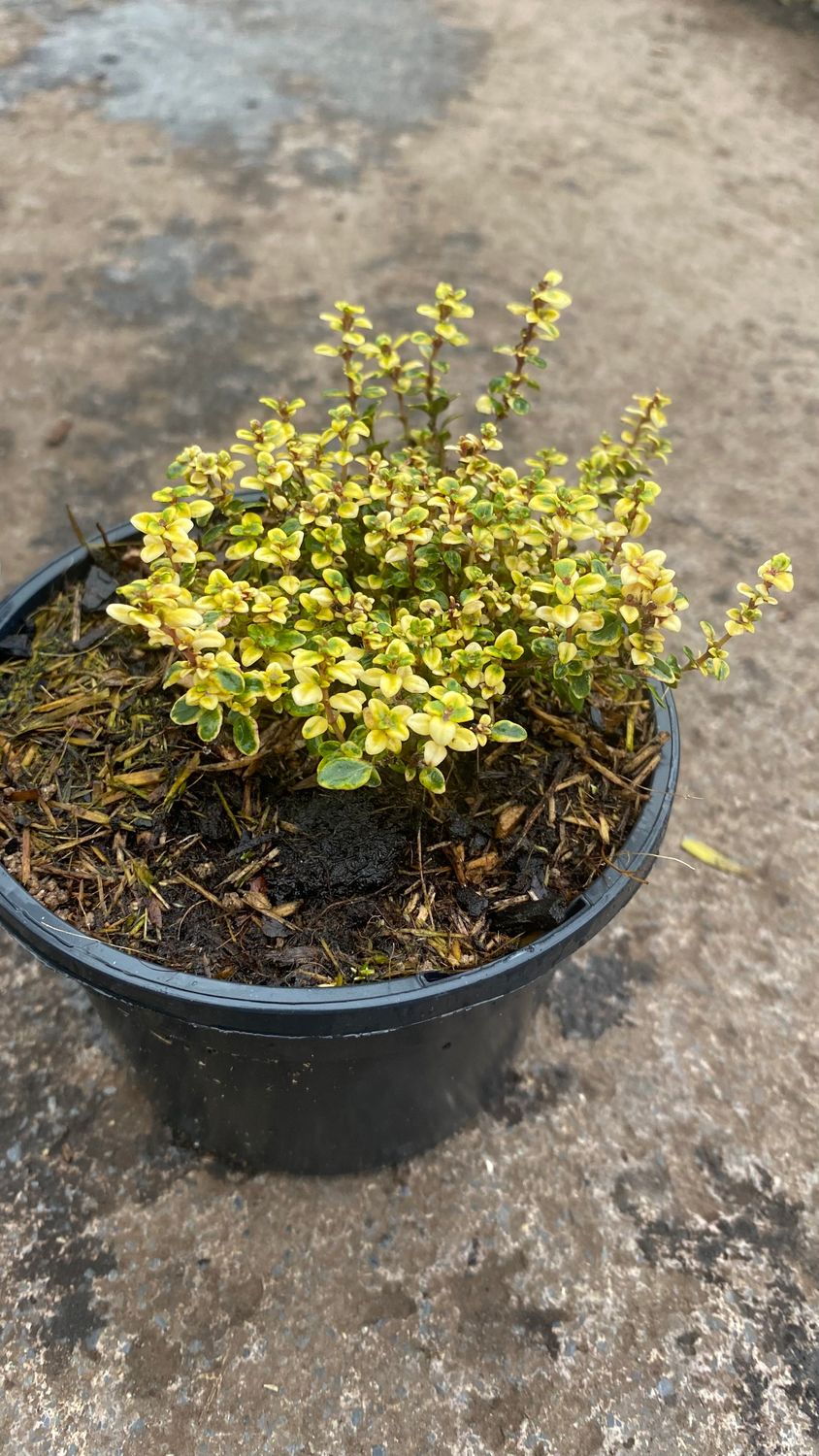 Creeping Lemon Thyme loves spreading on banks or spilling over walls and kerbs . Evergreen ,golden fragrant foliage and pink flowers. Loved by bees and pollinators