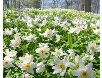 WOOD ANEMONE ..love a shady spot under trees to naturalise naturally . Dainty white flowers in spring,winter hardy and last forever. PLANTING TIME IS FROM NOW! Pot grown easy to establish plants