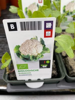 6 CAULIFLOWER PLANTS in soil blocks