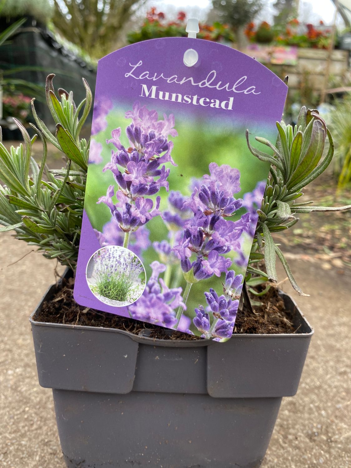 Lavender Munstead