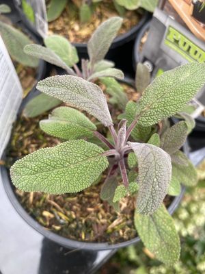 Sage