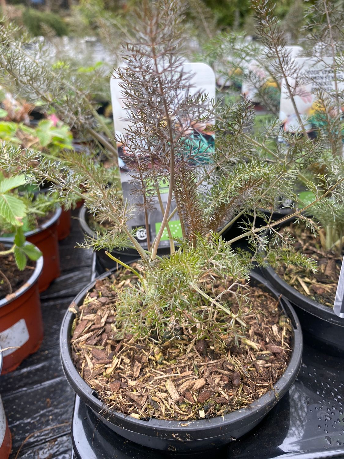Fennel