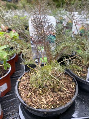 Fennel