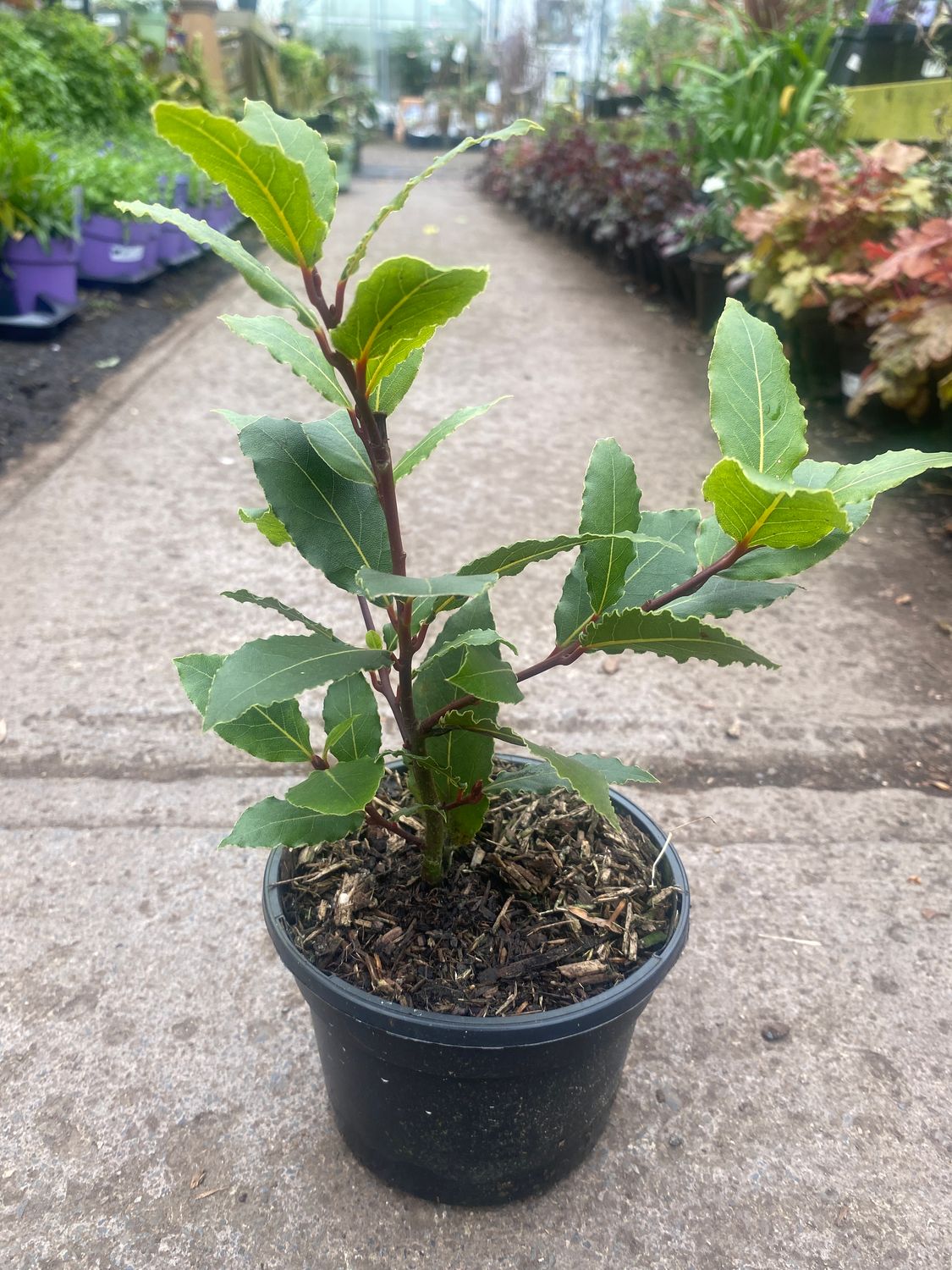 Bay Leaf - Small plant for herbs