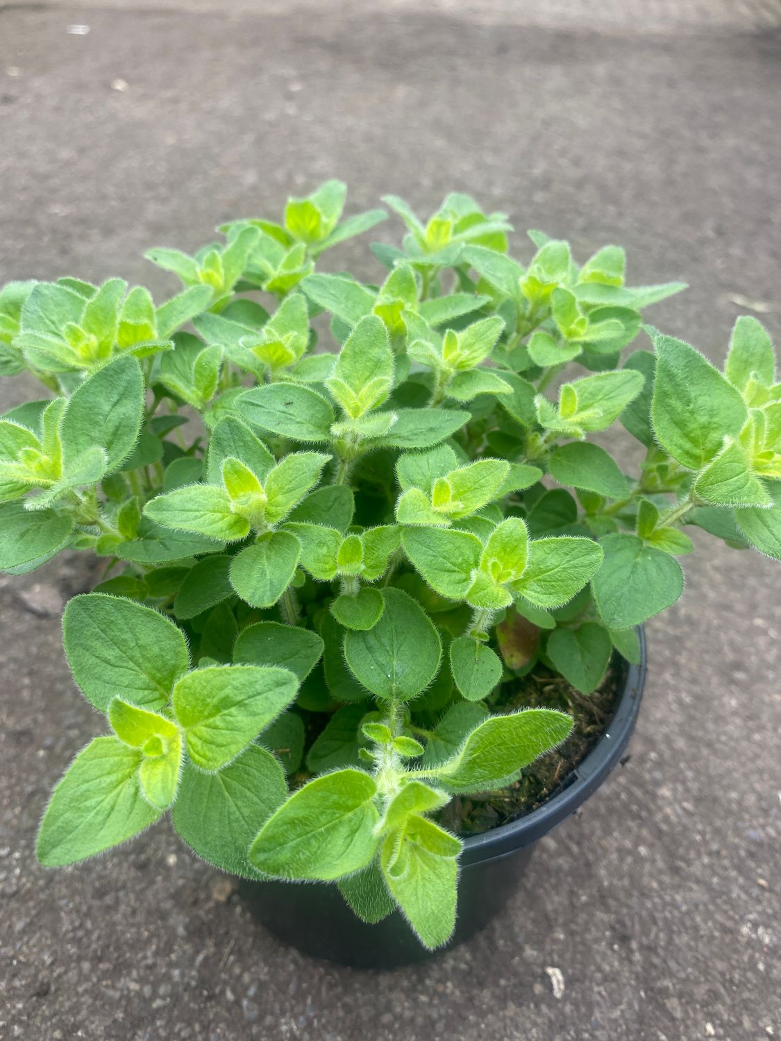 Oregano