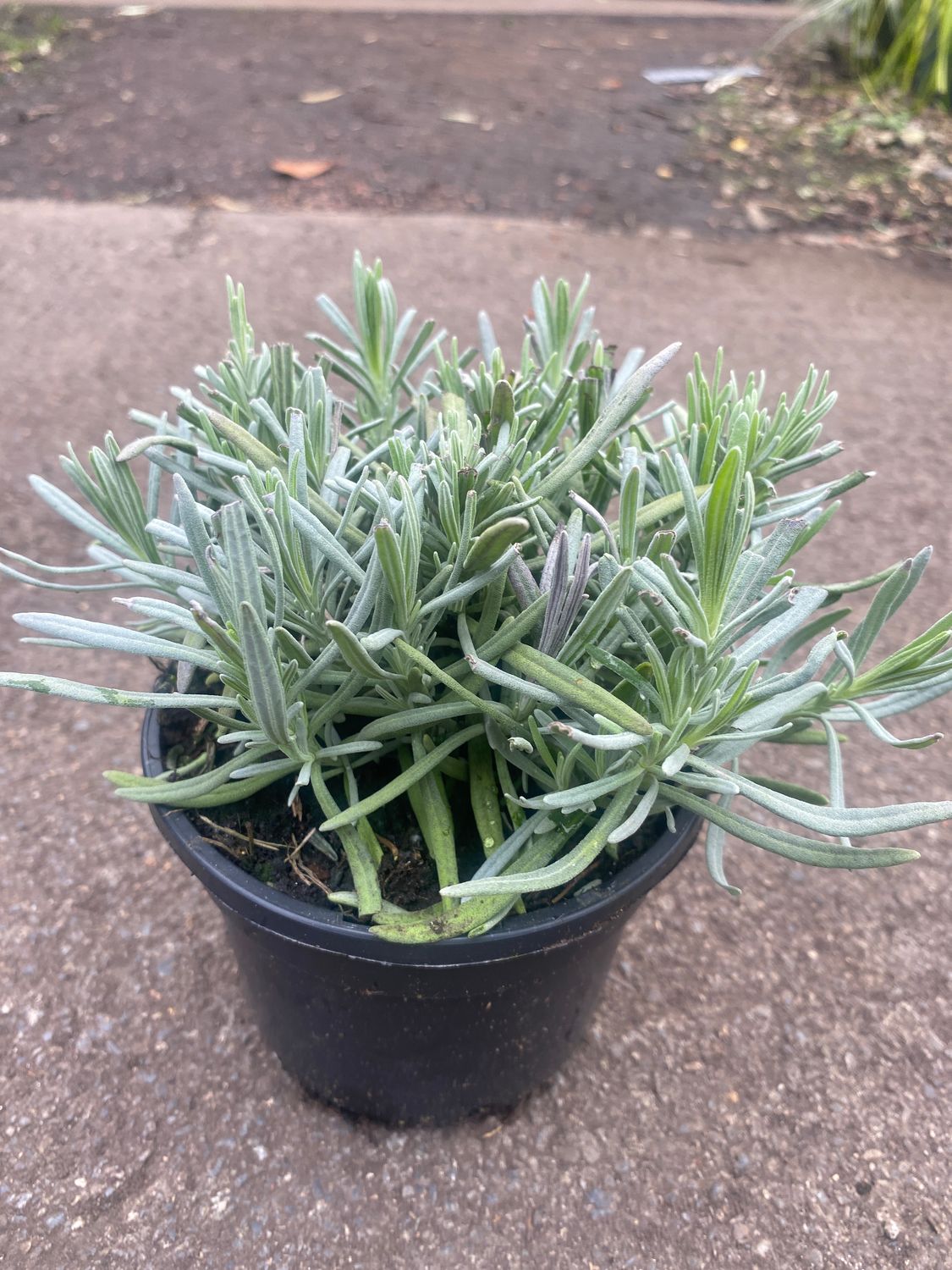 Lavender Vera