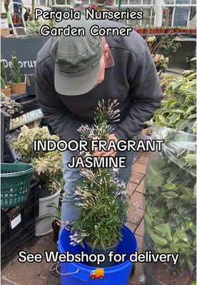Fragrant Jasmine jasmine officinale (white)