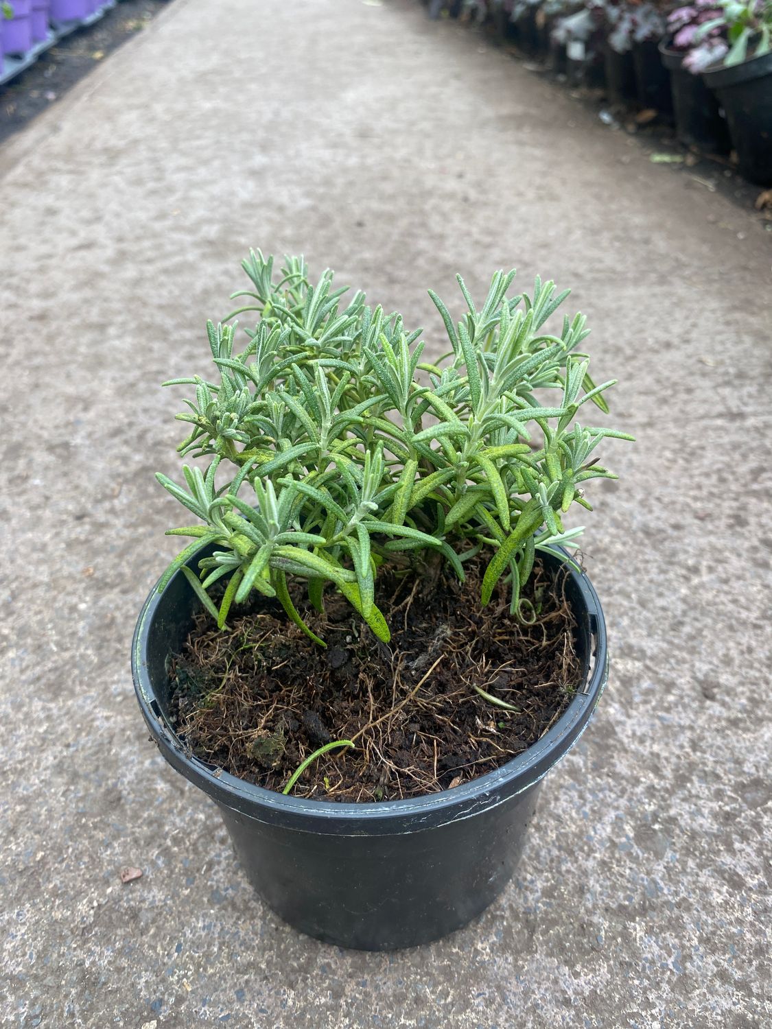 Rosemary &#39;Blue Winter&#39;
