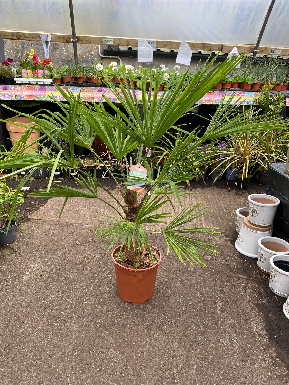 Hardy Windmill Palm -Trachycarpus Fortunei strong pot grown ..for Pots or open ground