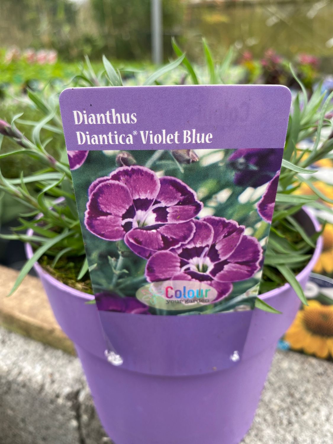 Dianthus &#39;Violet Blue&#39; flowers for months and lasts for years. A hardy carnation that loves spreading on banks or spilling over walls and kerbs. Flowers in spring and early summer