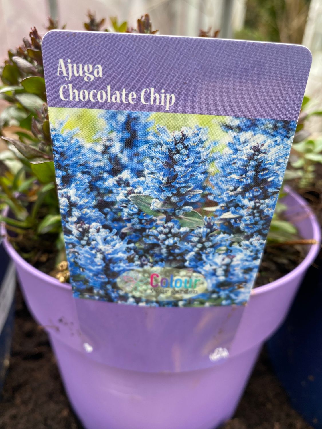 Ajuga &#39;Chocolate Chip&#39;