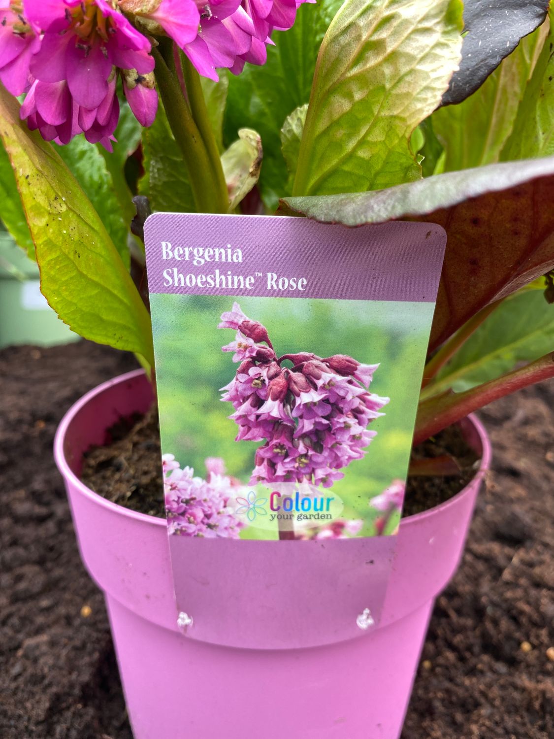 BERGENIA &#39;SHOESHINE ROSE&#39;