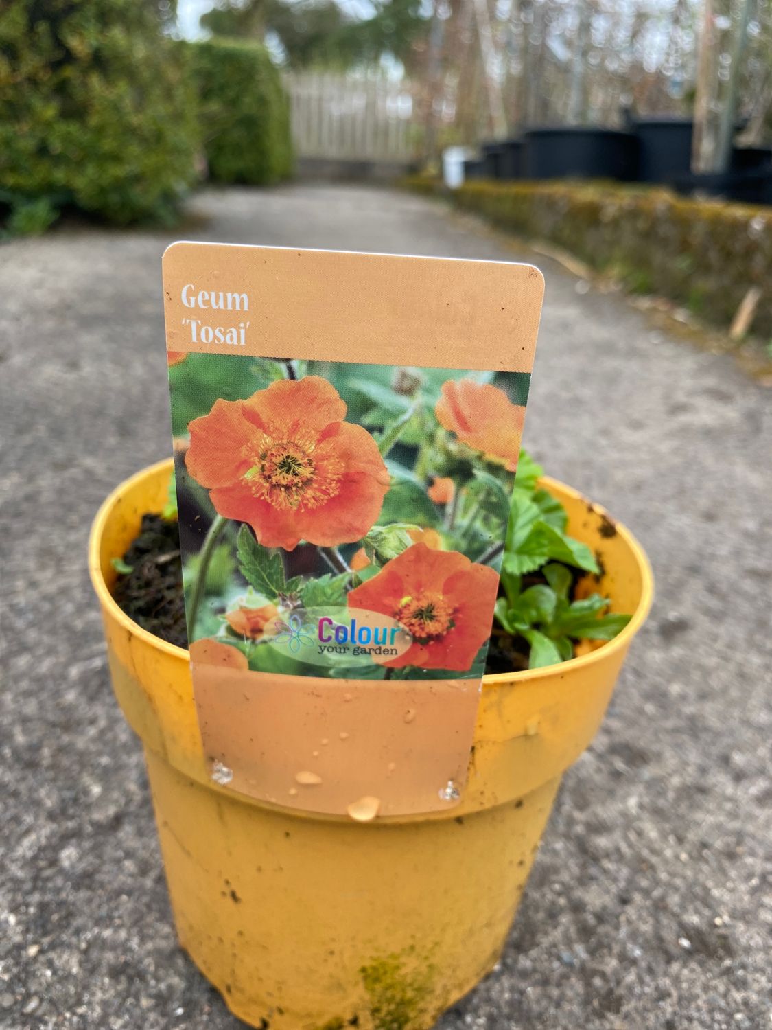 Geum TOSAI ”ORANGE strong growing tough perennial. Flowers bright orange from April until September Height 30cm Spread 40 Cm Good In full sun or half shade