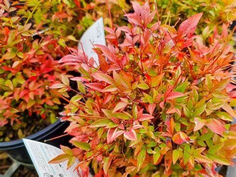 Nandina &#39;Twilight&#39;