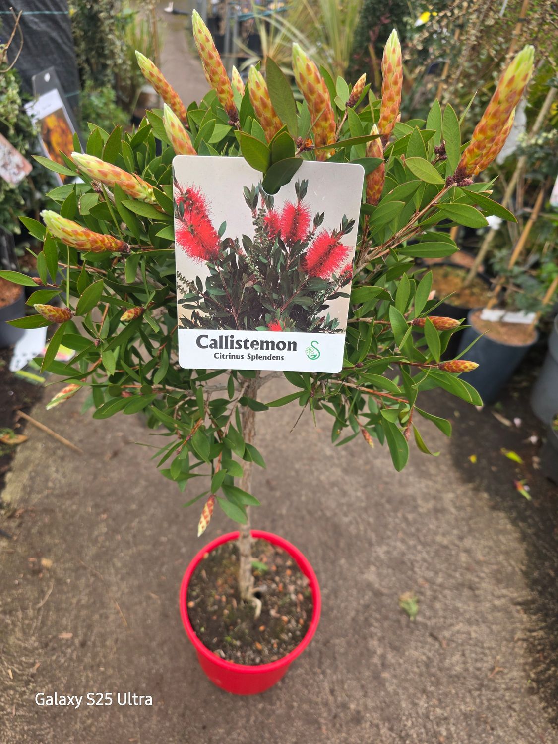 Callistemon Citrinus Splendens Bottlebrush Mini Tree ..hardy ,evergreen for pots or beds .Smothered In red bottle brush like flowers is spring and early Summer