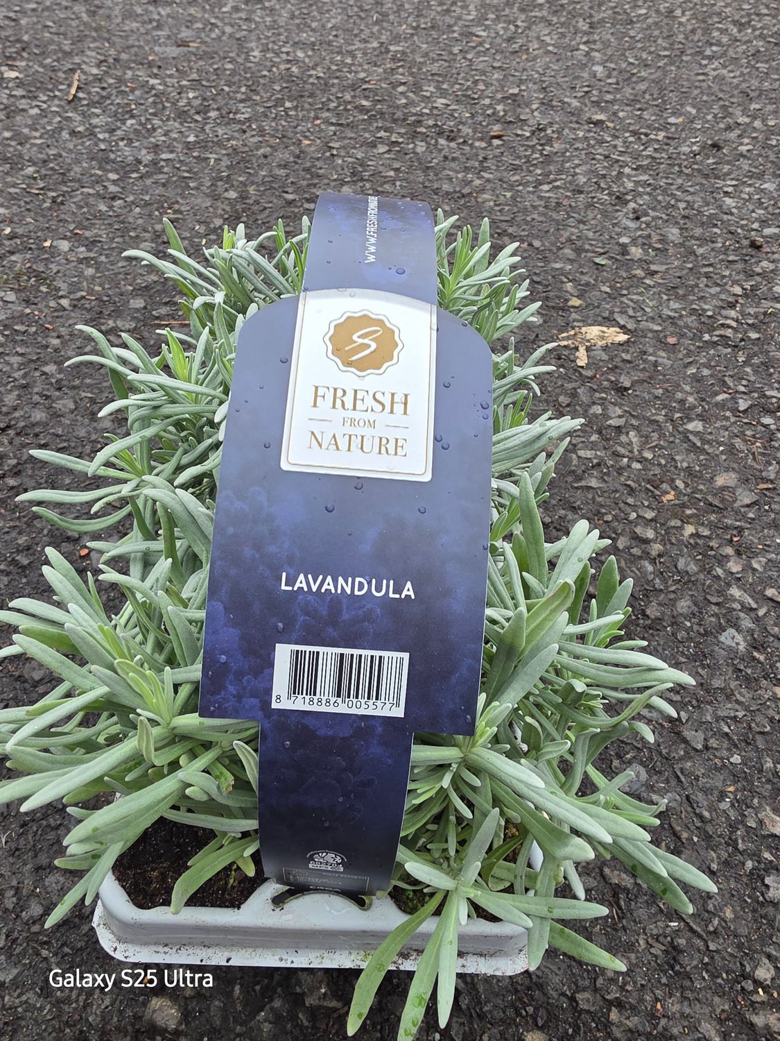 Lavandula! 6pack