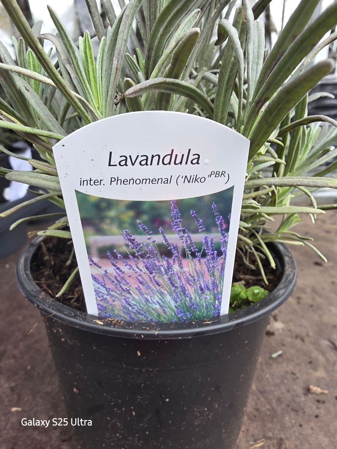 Lavandula Phenomenal &quot;Niko&quot;